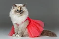 Birmos katės (Birman)
