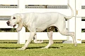 Porcelianinis skalikas (Porcelaine dog)