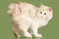 Kurilų bobteilas (Kurilian bobtail)