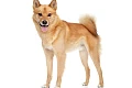 Suomių laika (Finnish Spitz)