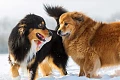 Australų aviganis (Australian Shepherd)