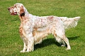 Anglų seteris (English Setter)