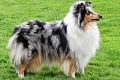 Ilgaplaukis kolis (Rough Collie)