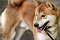 Šiba Inu (Shiba Inu)