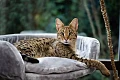 Savanos katė (Savannah cat)