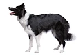 Borderkolis (Border Collie)