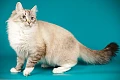 Nevos maskaradinė katė (Neva Masquerade cat)