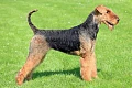 Erdelterjeras (Airedale Terrier)