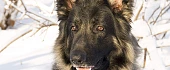 Shiloh aviganis (Shiloh Shepherd dog)