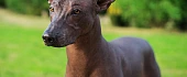Meksikiečių plikasis šuo (Xoloitzcuintli)