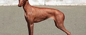 Peru plikasis šuo  (Peruvian Hairless Dog)