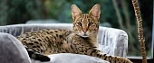 Savanos katė (Savannah cat)