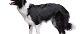 Borderkolis (Border Collie)