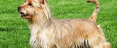 Australų terjeras (Australian Terrier)