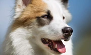 Islandijos aviganis (Icelandic Sheepdog)