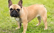 Prancūzų buldogas (French Bulldog)