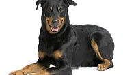 Boseronas (Beauceron)