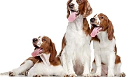 Valų springerspanielis (Welsh Springer Spaniel)