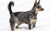 Australų bandganis (Australian Cattle Dog, Blue Heeler)
