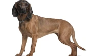 Bavarų kraujasekys (Bavarian Mountain Hound)