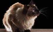 Balio katės (Balinese cat)