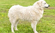 Kuvasas (Kuvasz)