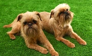 Briuselio grifonas (Brussels Griffon)