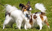 Pomeranijos špicas (vokiečių špicas) (Pomeranian)Papiljonas (Papillon dog)