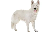 Baltasis amerikos aviganis (American White Shepherd)