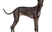 Levretė (Italian Greyhound)