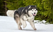 Aliaskos malamutas (Alaskan Malamute)