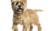 Kernterjeras (Cairn Terrier)