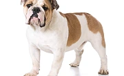 Anglų buldogas (English bulldog)