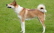 Vakarų Sibiro laika (West Siberian Laika)