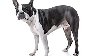 Bostono terjeras (Boston Terrier)