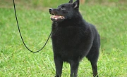 Šiperkas (Schipperke)