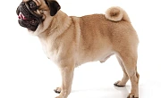 Mopsas (Pug)