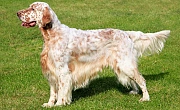 Anglų seteris (English Setter)