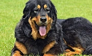 Tibeto mastifas (Tibetan Mastiff)