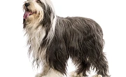 Barzdotasis kolis (Bearded Collie)