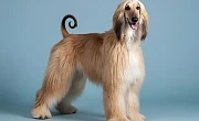 Afganų kurtas (Afghan hound)