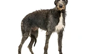 Dirhaundas (Scottish Deerhound)