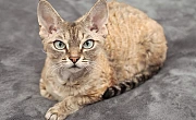 Devonreksas (Devon Rex)