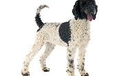 Portugalų vandens šuo (Portuguese Water Dog)