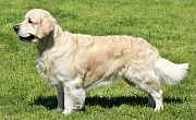 Auksaspalvis retriveris (Golden Retriever)