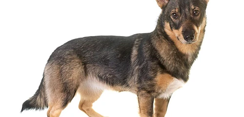 Švedijos valhundas (Swedish Vallhund)