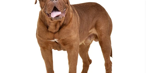 Bordo dogas (Dogue de Bordeaux)