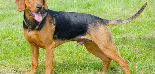 Serbų skalikas (Serbian Hound)