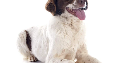 Bretonės spanielis (French Brittany)