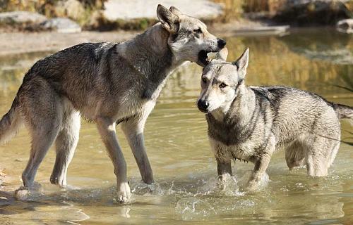 Sarloso vilkšunis (Saarloos wolfdog)